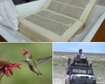 National Geographic: agosto tra streghe e colibrì