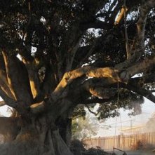 Un'immagine dell'albero che dà il titolo al film The Tree (2010)