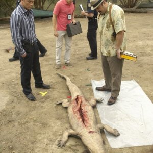 Michael C. Hall, David Zayas e Desmond Harrington e un braccio in un coccodrillo nell'episodio Slack Tide di Dexter