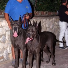 L'addestratore cinofilo Stefano Cacciò sul set italiano de La Polinesia è sotto casa