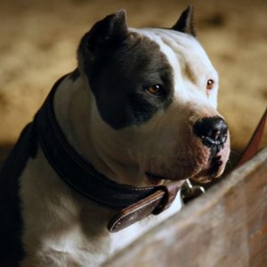 Una scena dell'episodio Hitting the Ground di True Blood