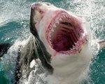 Shark Night 3D: nuovi arrivi sul set
