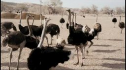 My Son, My Son, What Have Ye Done - Clip 1