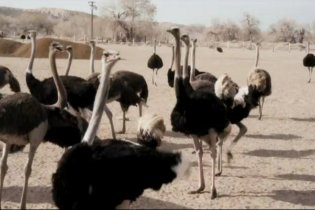 My Son, My Son, What Have Ye Done - Clip 1