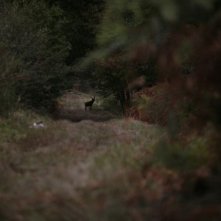 Un'immagine bucolica tratta dal film Pauline et François