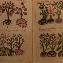 Un'immagine del 'dramma botanico' Las buenas hierbas