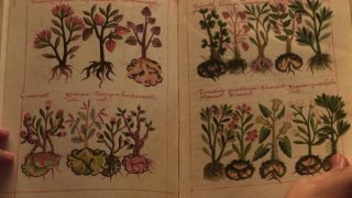 Un'immagine del 'dramma botanico' Las buenas hierbas