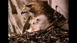 The Legend of Pale Male - Trailer