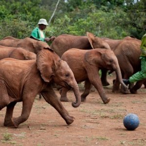 Focus sugli elefanti di Born to Be Wild 3D