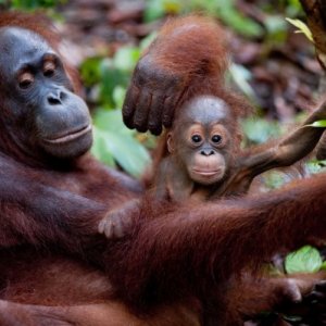 Una tenera immagine degli oranghi in Born to Be Wild 3D