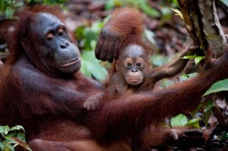 Una tenera immagine degli oranghi in Born to Be Wild 3D