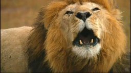 African Cats: Kingdom of Courage - Trailer