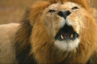 African Cats: Kingdom of Courage - Trailer