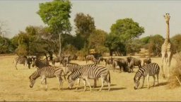 Natale in Sudafrica - Trailer