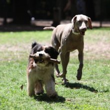 Spugna con un altro protagonista canino della fiction Un cane per due
