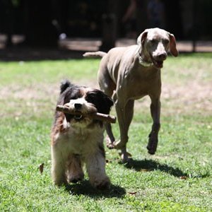 Spugna con un altro protagonista canino della fiction Un cane per due