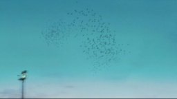 Biutiful - Clip 'Uccelli'