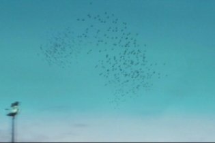 Biutiful - Clip 'Uccelli'