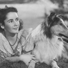 Una giovanissima Liz Taylor con il cane Lassie