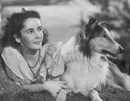 Una giovanissima Liz Taylor con il cane Lassie