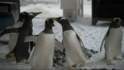 Mr. Popper's Penguins - Teaser Trailer