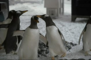 Mr. Popper's Penguins - Teaser Trailer