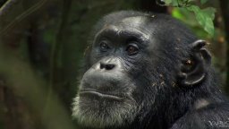 Chimpanzee - Trailer