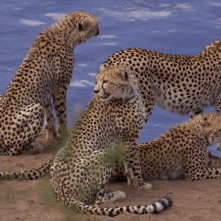 I felini protagonisti del documentario  African Cats