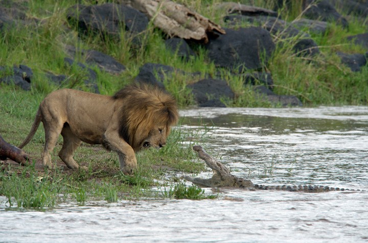 Un Feroce Confronto Tra Un Leone E Un Coccodrillo Nel Documentario Disney Nature African Cats Il Reg 200683