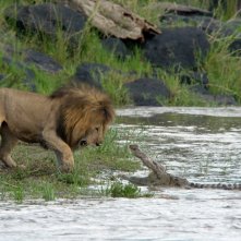 Un feroce confronto tra un leone e un coccodrillo nel documentario Disney Nature African Cats - Il regno del coraggio.