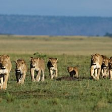 Una immagine del documentario  African Cats - Il regno del coraggio