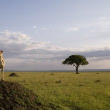 Una suggestiva immagine del documentario  African Cats - Il regno del coraggio