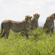 I felini protagonisti del documentario  African Cats - Il regno del coraggio