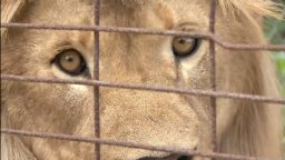 The Elephant in the Living Room - Trailer