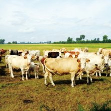 Una scena del film Harvest di Benjamin Cantu