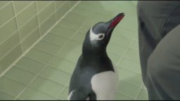 Mr. Popper's Penguins - Trailer
