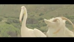 Nicostratos the Pelican - Trailer