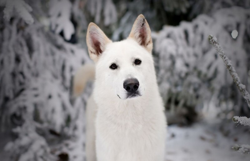 Uno dei metalupi di Il Trono di Spade