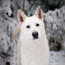 Ghost Il Lupo Albino Di Jon Snow In Una Scena Dell Episodio Your Win Or You Die Di Game Of Thrones 205215