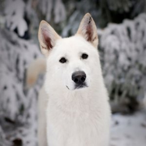 Ghost, il lupo albino di Jon Snow, in una scena dell'episodio Your Win or You Die di Game of Thrones