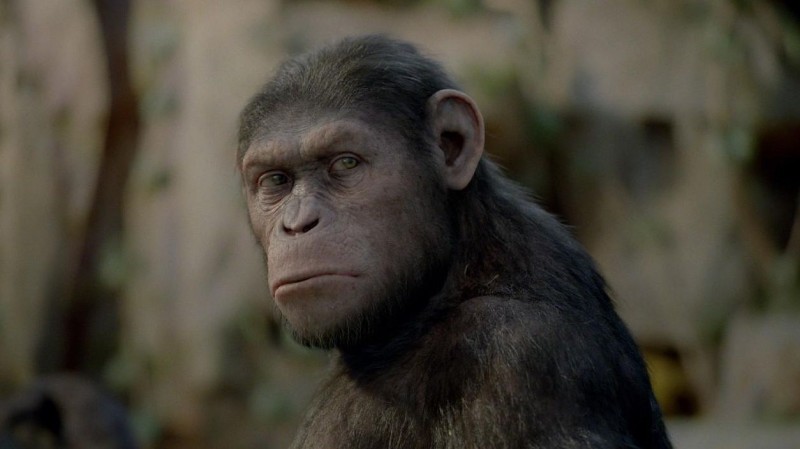 L Alba Del Pianeta Delle Scimmie Caesar E Lo Scimpanze Creato Dalla Weta Digital 207118