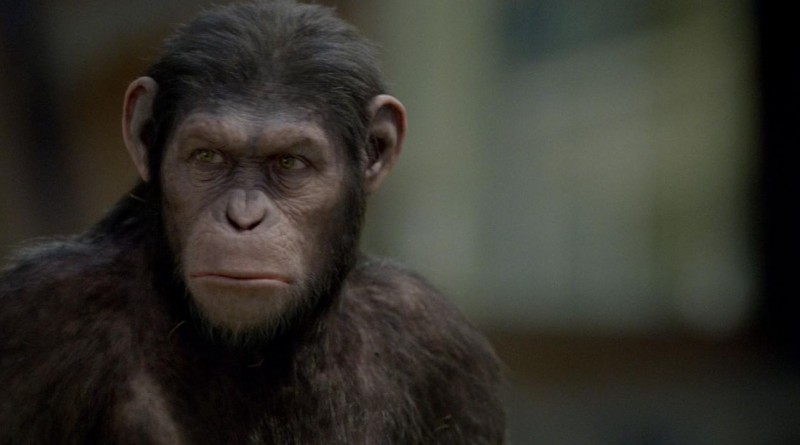 L Alba Del Pianeta Delle Scimmie Caesar E Lo Scimpanze Creato In Digitale Dalla Weta Digital 207117