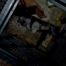 L'alba del pianeta delle scimmie: il personaggio di Rocket è un rivale di Caesar