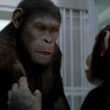 L'alba del pianeta delle scimmie: le scimmie Caesar e Cornelia in una sequenza del film
