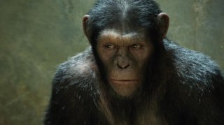 L'alba del pianeta delle scimmie: un primo piano di una delle scimmie create dalla Weta Digital