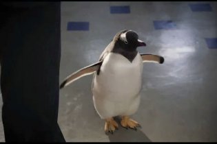 I pinguini di Mister Popper - Clip 'Take MyPenguin'