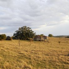 The Tree: una suggestiva immagine del film