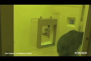 Viral Video - L'alba del pianeta delle scimmie