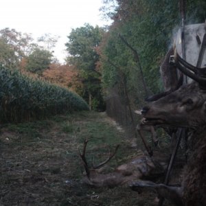 La traque: una immagine dal film