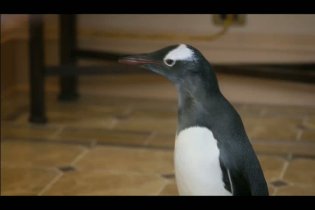 Clip 'Bye Bye Birdie' - I pinguini di Mister Popper